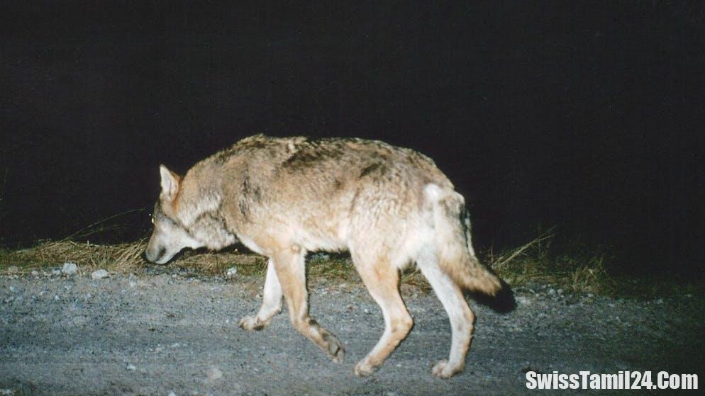 சுவிட்சர்லாந்தில் மக்களை அச்சுறுத்திய ஓநாய் சுட்டு கொலை!