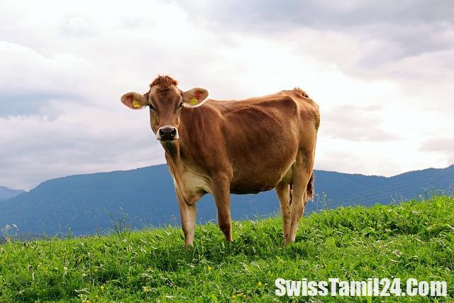 the most beautiful pictures of switzerland,pictures,beautiful villages in switzerland,swiss towns,swiss places to visit,10 beautiful towns to visit in switzerland,swiss villages 4k,beautiful towns to visit in switzerland,switzerland relaxation film,hawaii (geographical feature),tourism (interest),switzerland travel guide,switzerland tourism,new zealand (country),switzerland (country),relaxation film,switzerland relaxation,scenic relaxation