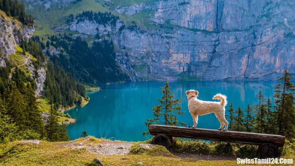 switzerland photos gallery,switzerland images wallpaper,beautiful switzerland,switzerland images in winter,pictures of switzerland mountains,beautiful places in switzerland,most beautiful villages in switzerland,most beautiful city in switzerland