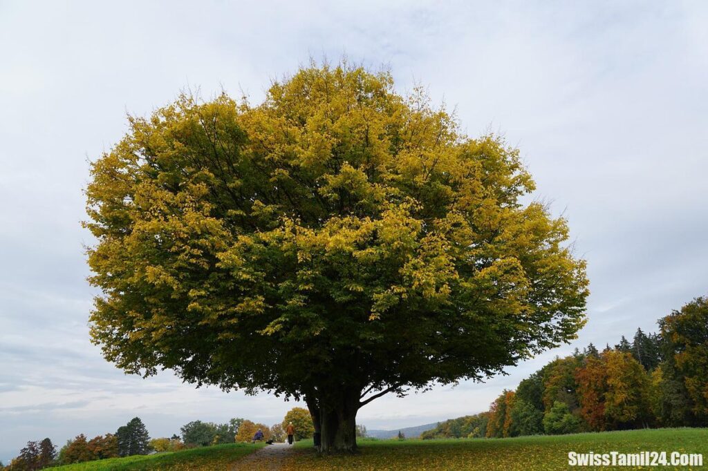 switzerland photos gallery,switzerland images wallpaper,beautiful switzerland,switzerland images in winter,pictures of switzerland mountains,beautiful places in switzerland,most beautiful villages in switzerland,most beautiful city in switzerland