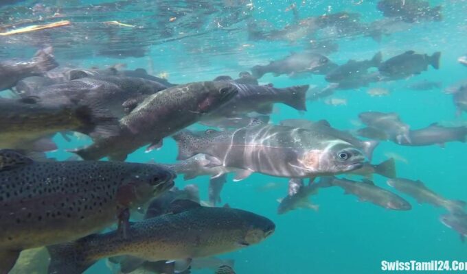 சுவிற்சர்லாந்து, மீன்களின் நஞ்சு, Swiss Lakes Fish, Swiss Fish, Swiss Tamil news