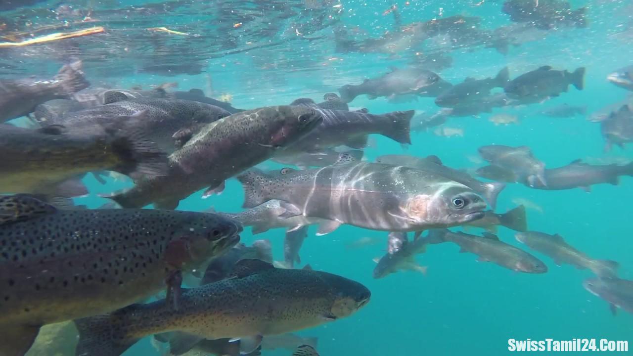 சுவிற்சர்லாந்து ஆறுகளில் பிடிக்கும் மீன்களில் நஞ்சுத்தன்மை – அதிர்ச்சி தகவல்.!