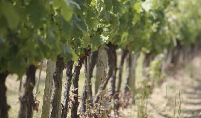 சுவிற்சர்லாந்து மக்கள், swiss Wine, Chasselas திராட்சை, Chasselas, திராட்சை, Switzerland Wine, Swiss informations in Tamil, சுவிஸ், சுவிஸ் பற்றிய தகவல், தமிழ் சுவிஸ், SwissTamilNews, TamilSwiss, Lankasri, SwissInfo