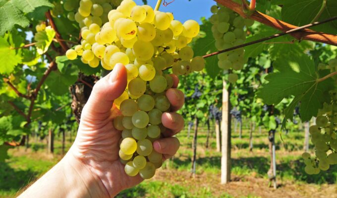 சுவிற்சர்லாந்து மக்கள், swiss Wine, Chasselas திராட்சை, Chasselas, திராட்சை, Switzerland Wine, Swiss informations in Tamil, சுவிஸ், சுவிஸ் பற்றிய தகவல், தமிழ் சுவிஸ், SwissTamilNews, TamilSwiss, Lankasri, SwissInfo