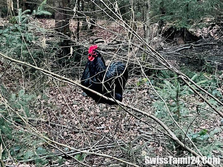 Uster ZH இல் வீதியில் நின்ற சேவல் – உரிமையாளரை தேடும் போலீசார்.!