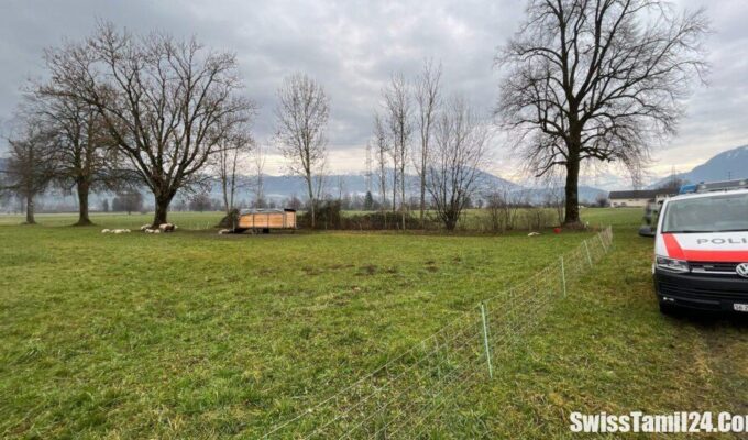 St.Gallen கன்டோனில், Uznach, Pumpwerkstrasse, ஆடு, swisstamilnews, சுவிற்சர்லாந்து செய்திகள், சுவிஸ் செய்திகள்