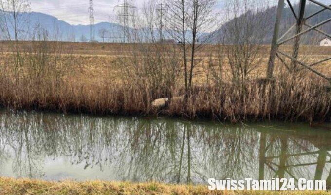 St.Gallen கன்டோனில், Uznach, Pumpwerkstrasse, ஆடு, swisstamilnews, சுவிற்சர்லாந்து செய்திகள், சுவிஸ் செய்திகள்