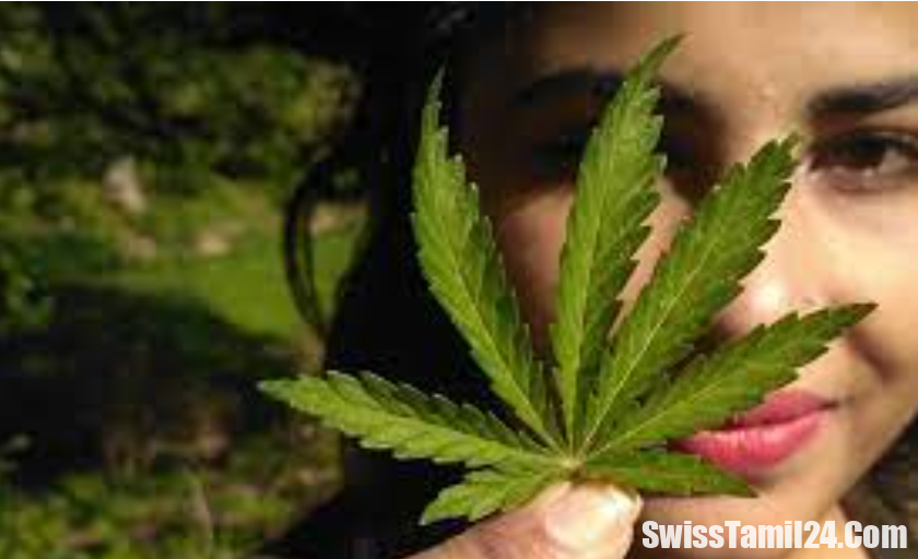 சுவிட்சர்லாந்தின் சூரிச்சில் கஞ்சா பயன்படுத்த சட்ட ரீதியான அனுமதி