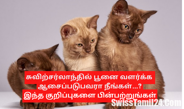 சுவிற்சர்லாந்தில் பூனை வளர்க்க ஆசைப்படுபவரா.? இதோ சில குறிப்புகள்..!