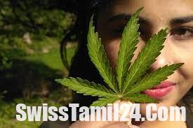 கஞ்சா பயன்படுத்த