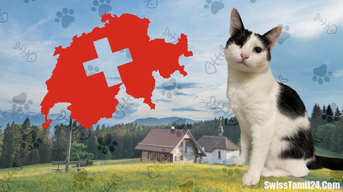 சுவிஸில் பூனைகள் கட்டாய மைக்ரோசிப் பெற வேண்டும் என விலங்கு மருத்துவர்கள் கோரிக்கை