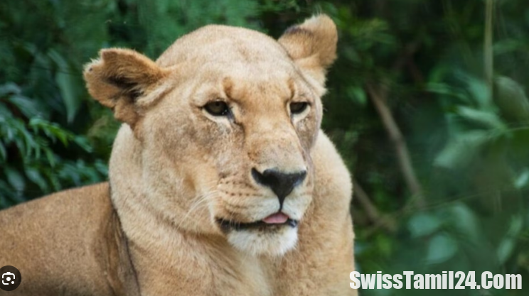 சுவிஸில் கருணை கொலை செய்யப்பட்ட பெண் சிங்கம்