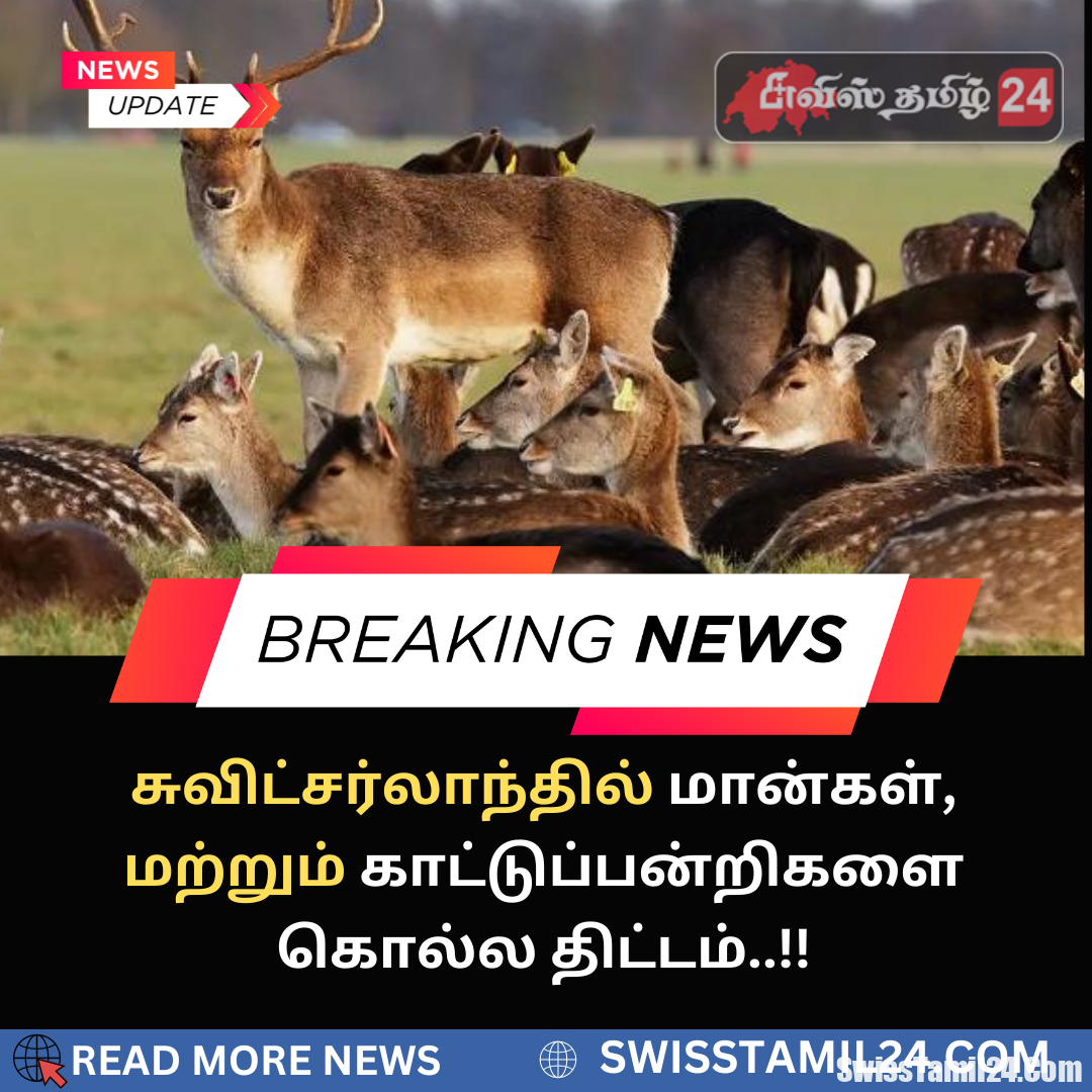 சுவிட்சர்லாந்தில், மான்,கொல்ல திட்டம், சுவிஸ்