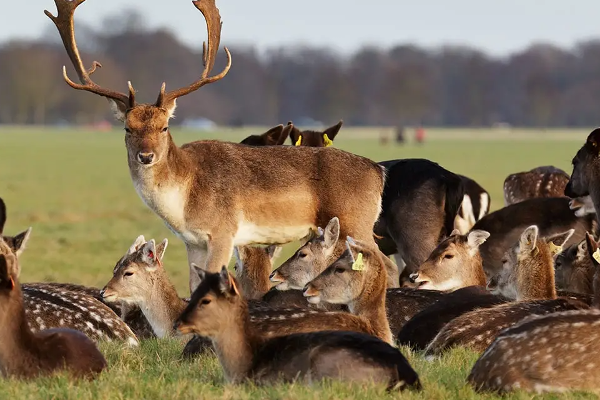 சுவிட்சர்லாந்தில் மான்களைக் கொல்ல திட்டம்..!!
