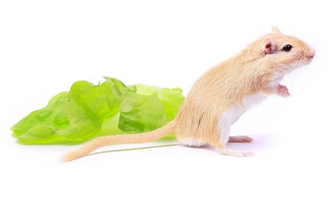 சுவிஸ் உணவகத்தில், சாப்பாட்டில், செத்த எலி, பகீர் சம்பவம், சுவிட்சர்லாந்தில், இளம்பெண்கள், உணவகம், ஜெனீவா மாகாணம்