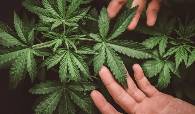 சுவிட்சர்லாந்தில், கஞ்சா போதை, சட்டரீதியாக்குமாறு