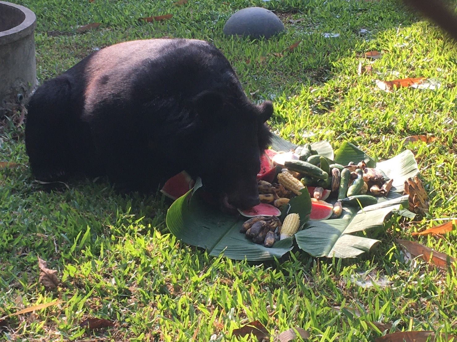 தாய்லாந்தில்