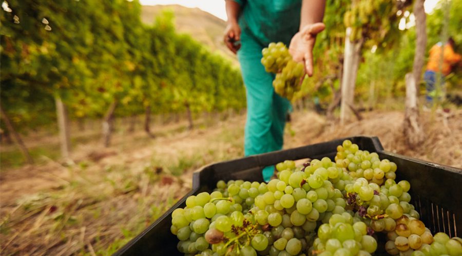 சுவிட்சர்லாந்தில் காலநிலை மாற்றத்தால் பயிர்செய்கை பாதிப்பு