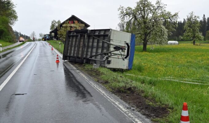 பன்றிகளை