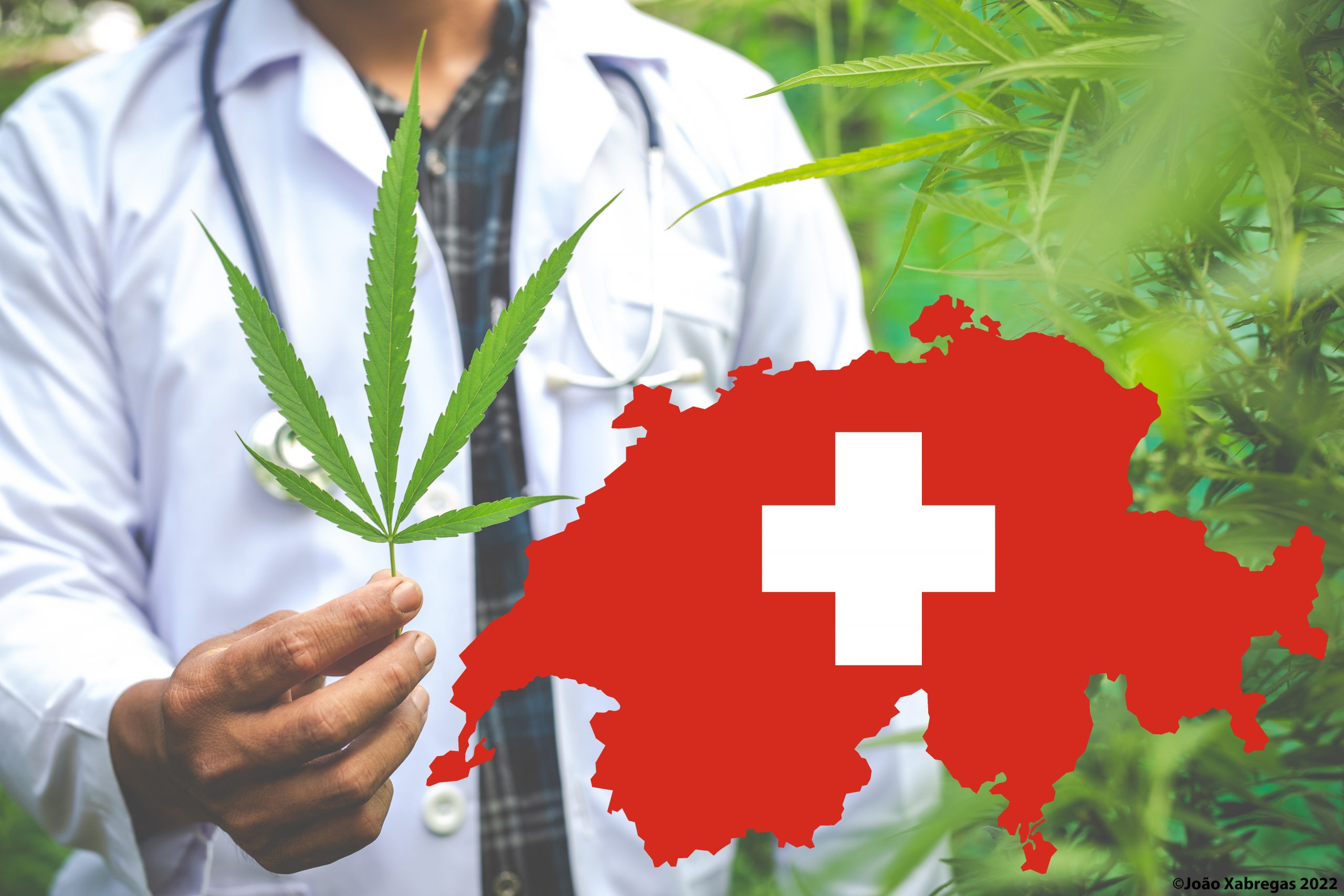 சுவிட்சர்லாந்தில் கஞ்சாவை சட்டபூர்மாக்குவது தொடர்பில் தீர்மானம்.?