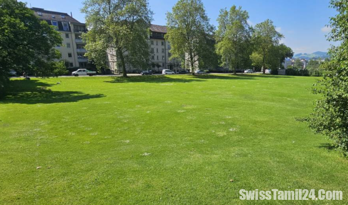 நாய்களின்