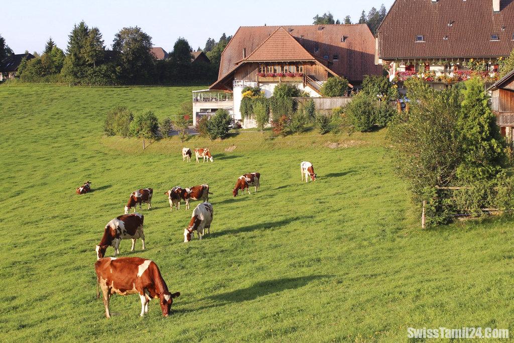 சுவிஸ் அரசாங்கம் விவசாய மானியங்களை குறைக்கத் தீர்மானம்