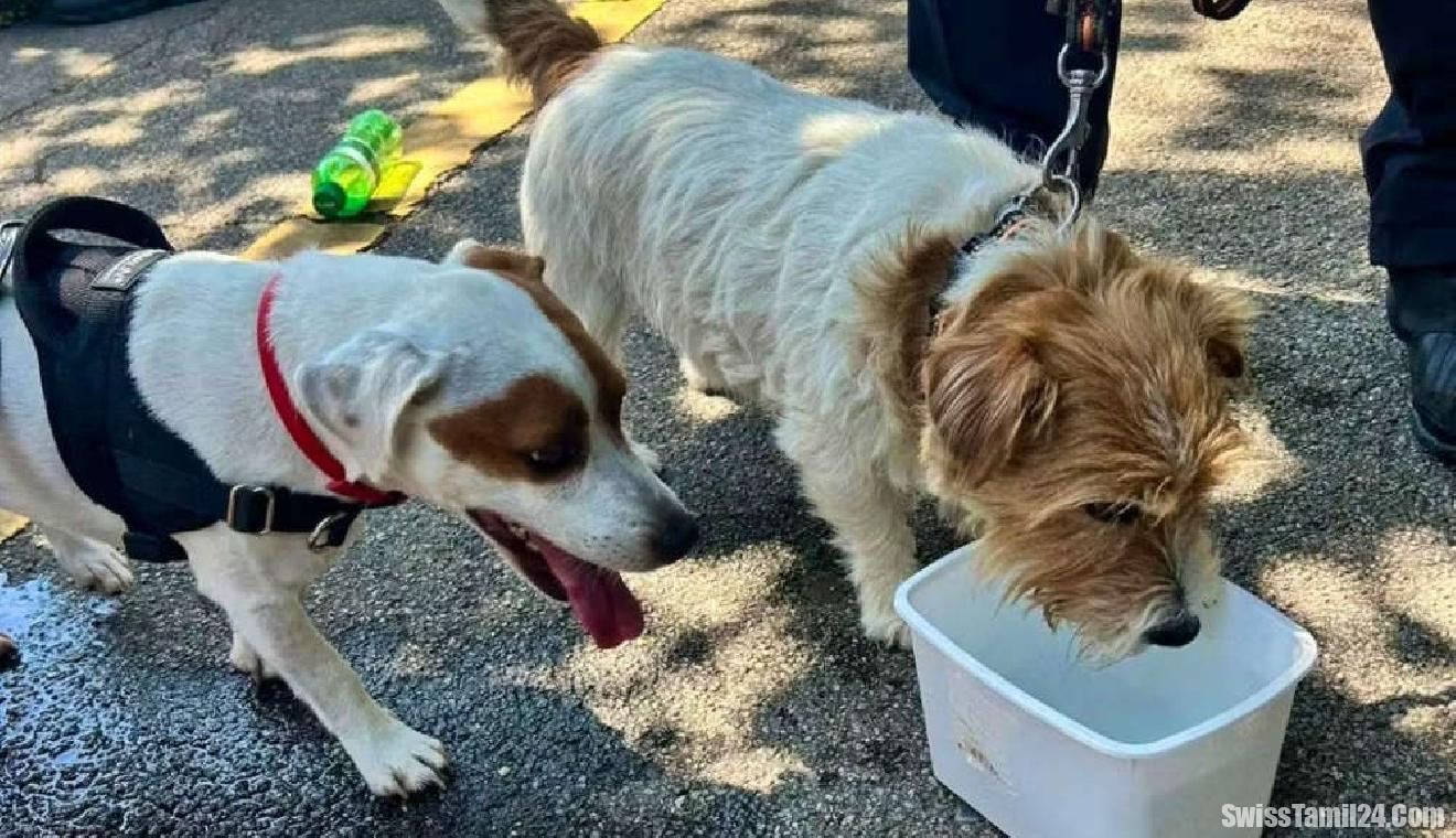 காரில் தனியாக சிக்கிய நாய்க்குட்டிகளை காப்பாற்றிய போலீசார்