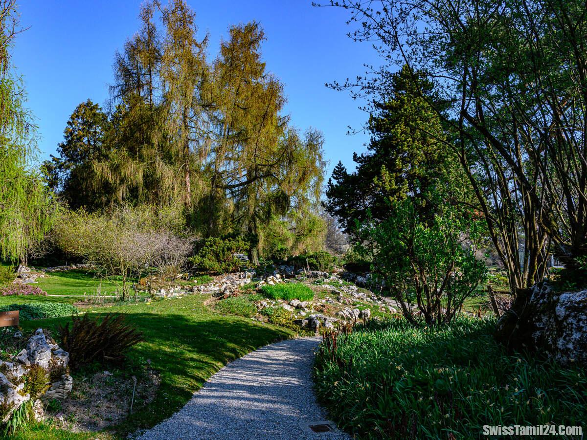 ஜெனிவா நகரம் 500 மரங்களை நட்டுள்ளதாக அறிவிப்பு