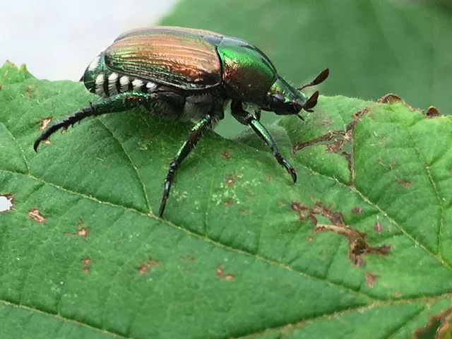 ஜப்பானிய வண்டுகளை அழிக்க சூரிச்சில் தீவிர முயற்சி