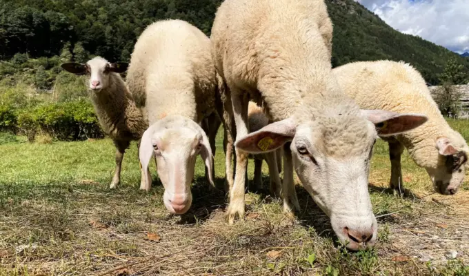 செம்மறி