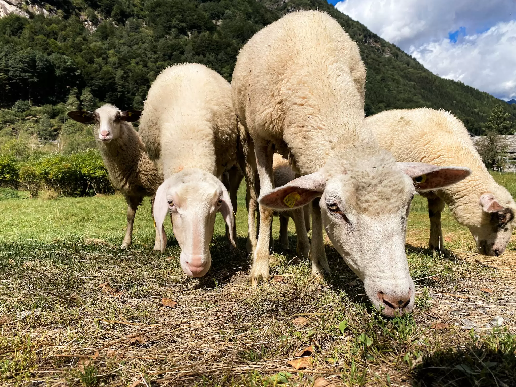 செம்மறி ஆடுகளை வேலைக்கு அமர்த்தும் சுவிஸ்  மாகாணம்