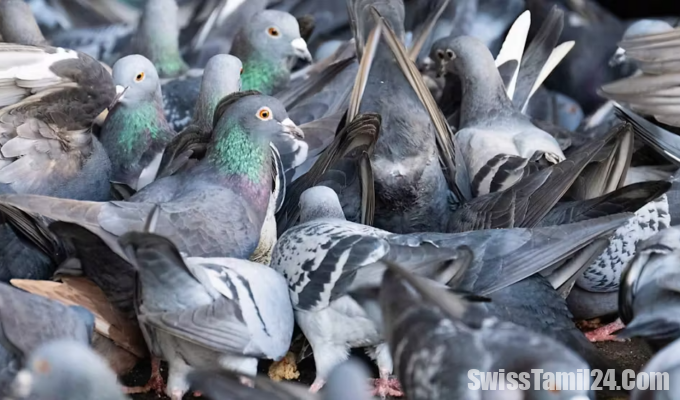 புறாக்களால்