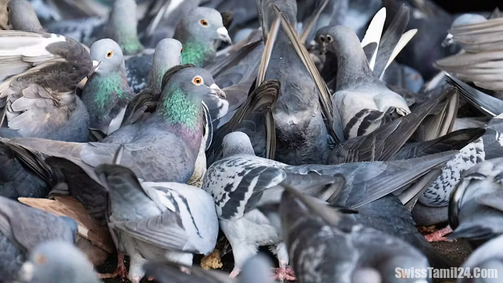 புறாக்களால் புதிய சிக்கலை சந்திந்துள்ள பாசல் நகரம்