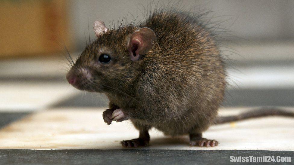 எலித்தொல்லைகளால் திணறும் சென்ட்காலன் நகரம்…!!