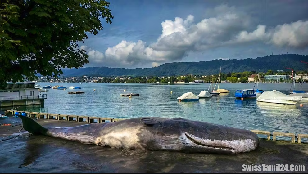 சூரிச்சில் கரையொதிங்கிய ராட்சத திமிங்கிலம்..??