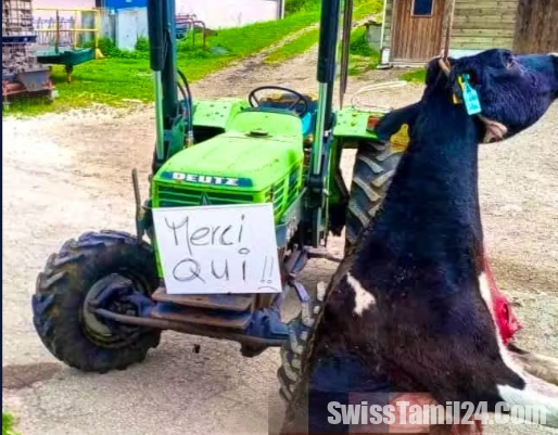 ஓநாய்களுக்கு எதிராக பசுவின் சடலத்துடன் விவசாயி போராட்டம்