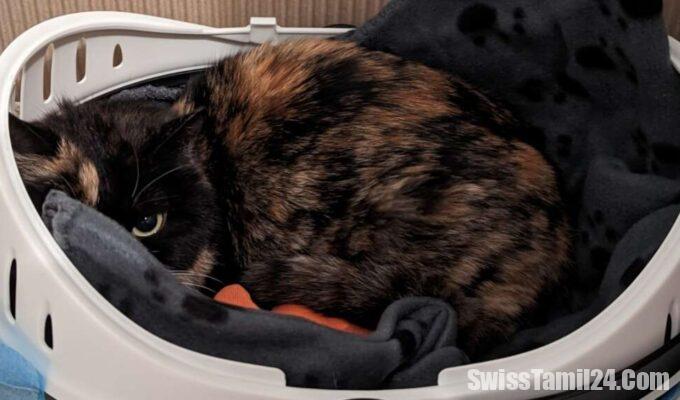 சுவிஸில்