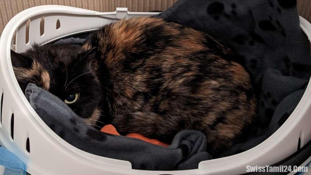 சுவிஸில் பூனைகள் எண்ணிக்கையை குறைக்குமாறு கோரிக்கை