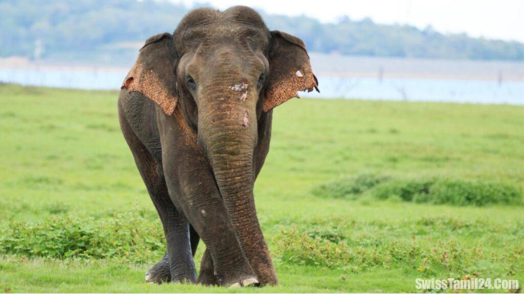 சுவிசில் கருணை கொலை செய்யப்பட்ட இலங்கை யானை