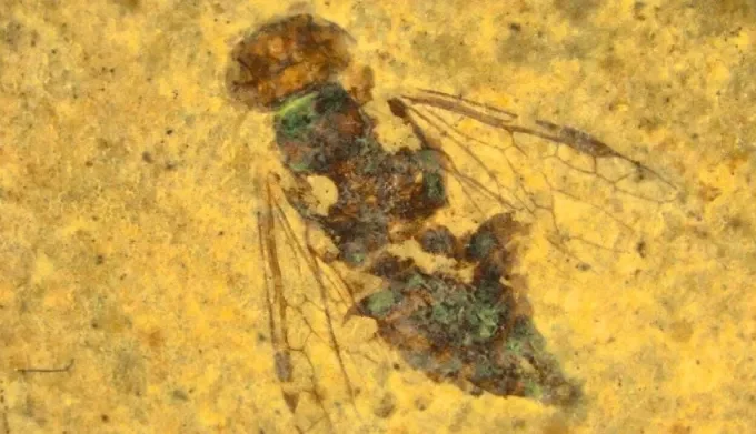 239 மில்லியன்