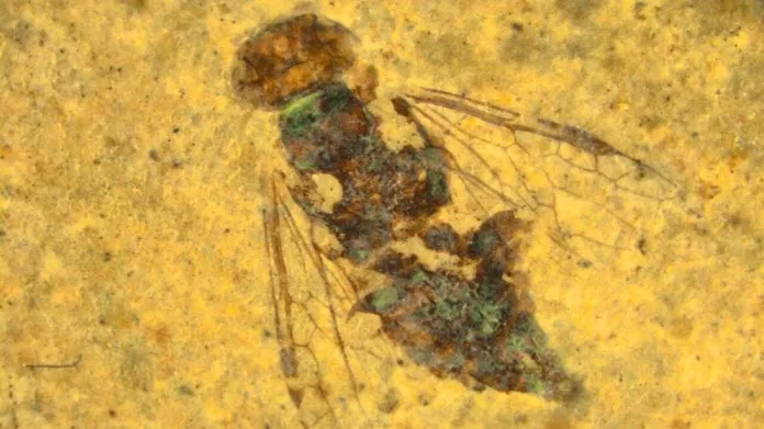 239 மில்லியன் ஆண்டுகளுக்கு முந்தைய பூச்சிகளின் புதைபடிமங்கள் மீட்பு