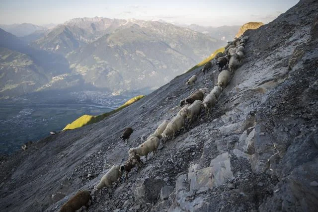 சுவிஸ் மலையில் ஆயிரத்துக்கு மேற்பட்ட செம்மறி ஆடுகளின் இடம்பெயர்வு