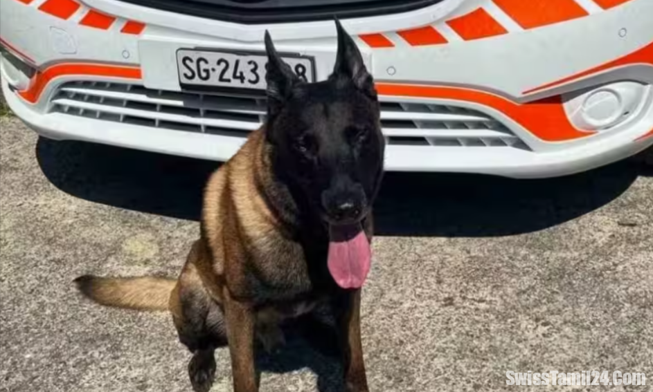 சுவிஸில் வீட்டை கொள்ளையிட்ட நபரை மடக்கிப் பிடித்த நாய்