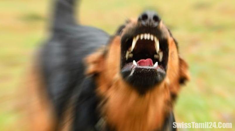 கன்டோன் Vaud இல் 6 வயது குழந்தையை கடித்து குதறிய நாய்