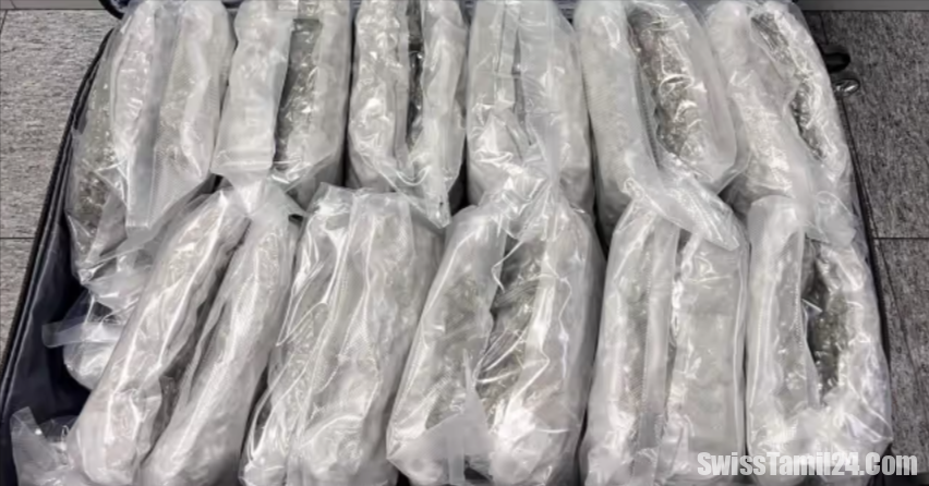 சூரிச் விமான நிலையம் : மறைத்து வைக்கப்பட்டிருந்த 50 கிலோகிராம் கஞ்சா