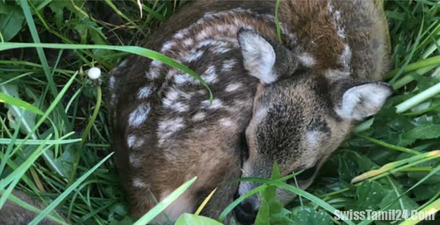 மான் குட்டியை மோதியவருக்கு சுவிட்சர்லாந்தில் கிடைத்து தண்டனை
