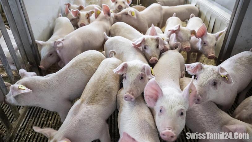 சுவிட்சர்லாந்தில் விலங்கு பரிசோதனைகள் அதிகரிப்பு