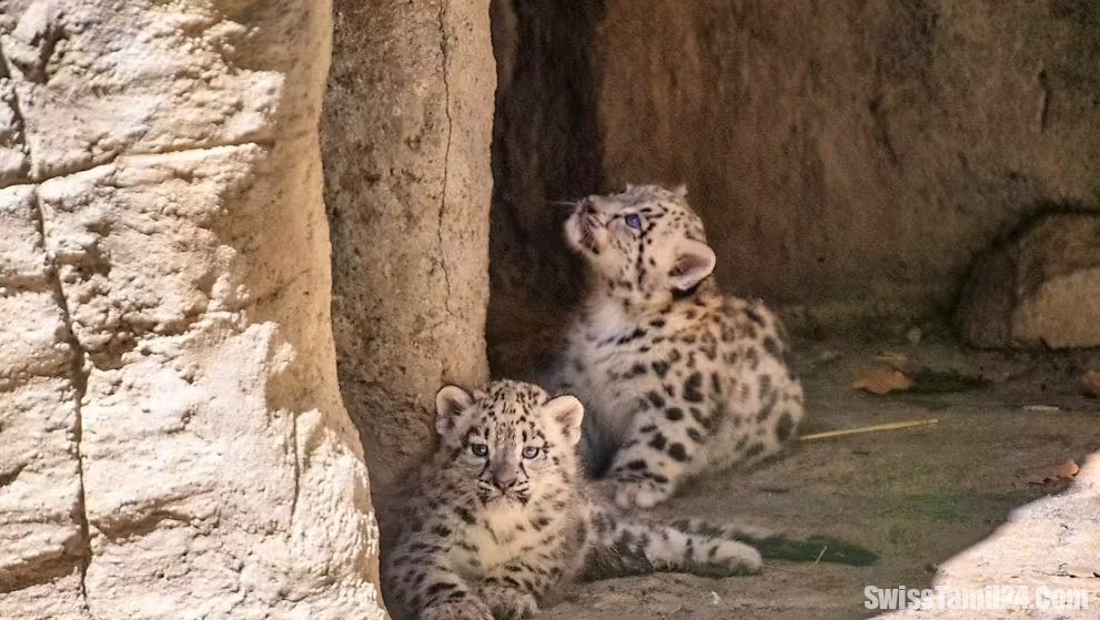 சிறுத்தை குட்டி இறந்ததற்கு பாஸல் உயிரியல் பூங்கா இரங்கல்