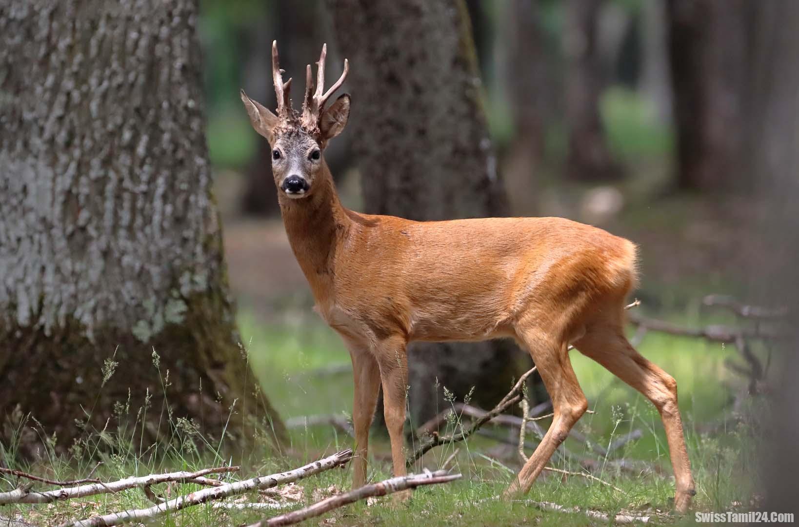 சுவிஸில் 1 லட்சம் விலங்குகள் வேட்டையாளப்பட்டுள்ளதாக தகவல்