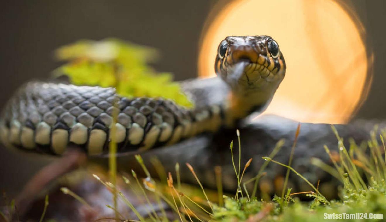 சுவிஸ் உயிரியல் பூங்காவில் பார்வையாளர்கள் காலுக்கடியில் நெளிந்த பாம்பு.!!